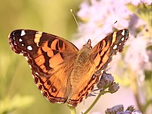 American Lady Butterfly